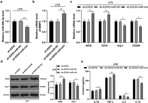 Figure 6. Inhibition of miR-29b-3p expression mitigates the role of EZH2 silencing in LPS-induced microglia polarization. miR-29b-3p inhibitor was transfected into the microglia in the sh-EZH2 group, with the sh-NC as the control. (a) miR-29b-3p expression assessed by RT-qPCR. (b) Transcription levels of MMP2 detected by RT-qPCR. (c) mRNA levels of iNOS, CD16, Arg-1 and CD206 detected by RT-qPCR. (d) Protein levels of iNOS and Arg-1 determined by Western blot analysis. E, contents of IL-1β, TNF-α, IL-4 and IL-10 measured by ELISA. The experiment was performed 3 times. The results were presented as mean ± standard deviation. One-way ANOVA was used to analyze the data in panels A and B. Two-way ANOVA was used to analyze the data in panels C, D and E. Tukey’s multiple comparisons test was applied for post hoc test. * p < 0.05, ** p < 0.01.