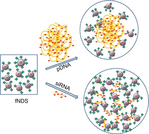 Figure 10 Schematic representation of the different binding behavior of plasmid DNA (pDNA) and small interfering RNA (siRNA) to positively charged lysine-functionalized nanodiamonds (fNDs).