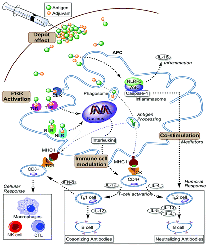 Figure 2. Schematic overview of the immunological cascade induced by adjuvants. These immunological events are essential for enhancing and directing the adaptive immune response against vaccine antigens. The responses are primarily mediated by two main types of lymphocytes, T and B cells. (APC: Antigen Presenting Cell; CTL: Cytotoxic T Lymphocyte; NK cell: Natural killer cell; PRR: Pattern recognition receptor; TLR: Toll-like receptor; RLR: retinoic acid-inducible gene I (RIG-I)-like receptor; NLR: NOD-like receptor; MHC: Major histocompatibility complex; NLRP3: NOD-like receptor family; ASC: The inflammasome adaptor; TCR: T cell receptor; CLR: C-type lectin receptors)