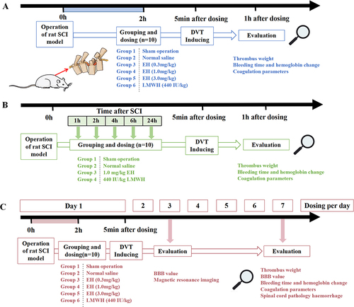 Figure 1 Time-line of EH for the prevention of deep-vein thrombosis after spinal-cord injury. (A) Dose–response relationship. (B) Time–effect relationship. (C) Effect of multiple administration of EH.