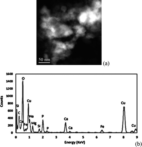 Figure 8. STEM + EDS results, baseline – 75% oxidized: (a) dark field image, (b) EDS spectra.