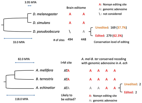 Figure 7. It is unexpected to observe the absence of editing at the edIle codon in ant A. echinatior. the top panel shows the phylogeny of three Drosophila species. The bottom panel shows the phylogeny of honeybee, bumblebee, and leaf-cutting ant.