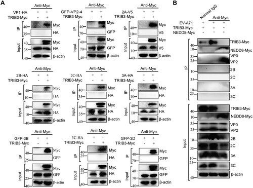 Figure 3. TRIB3 does not interact with viral proteins. (a) 293 T cells were co-transfected with a plasmid expressing Myc-tagged TRIB3 and plasmid expressing HA-tagged VP1, 2A, 2B, 2C, 3A, 3C or GFP-tagged VP2-4, 3B, 3D protein or V5-tagged 2A. Immunoprecipitation from cell lysates were performed and probed with the indicated antibodies. (b) 293 T cells were transfected with plasmid expressing TRIB3-Myc or NEDD8-Myc, the cells were infected with EV-A71 at 24 h post transfection and harvested at 24 h post infection. Immunoprecipitation from cell lysates were performed and probed with the indicated antibodies.