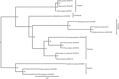 Figure 1. Phylogenetic tree produced by Maximum Likelihood (ML) analysis base on chloroplast genome sequences from 15 species of Rosales, numbers associated with branched are assessed by Maximum Likelihood bootstrap.