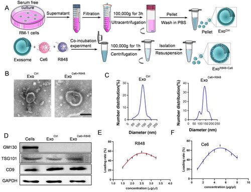 Figure 1. Construction and characterization of ExoCe6+R848. (A) Schematic representation of exosomes isolation and ExoCe6+R848 construction. (B) Representative TEM (transmission electron microscope) image of the ExoCtrl and ExoCe6+R848 (scale bar = 100 nm). (C) Size distribution of the ExoCtrl and ExoCe6+R848. (D) Western blot analysis of exosomal markers in cells, ExoCtrl and ExoCe6+R848. (E) Drug loading efficiency of R848 that was prepared with various concentrations. (F) Drug loading efficiency of Ce6 that was prepared with various concentrations.