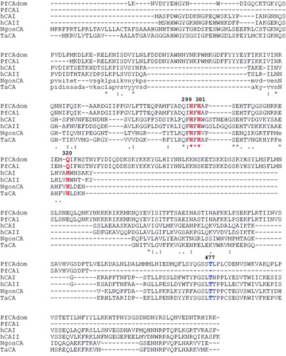 Figure 3. Alignment of the amino acid sequences of the PfCAdom (full length) and PfCA1 (truncated form) with the human α-CA isoforms I and II (hCA I and hCA II) and the bacterial α-CAs (NgonCA from Nesseria ghonorrea and TaCA from Thermovibrio ammonificans). It may be seen, however, that the catalytic triad crucial for the catalytic mechanism of the α-CAs are not conserved in PfCAdom. Amino acid residue Thr477 (in blue) is missing in PfCA1 (truncated form). Plasmodium CA numbering system was used.