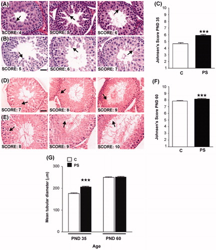 Figure 5. Effect of prenatal stress on testicular histology of offspring. C, control; PS, prenatal stress. (A), (B)–(D), (E) Images of histological sections showing seminiferous tubules at different stages of spermatogenesis development in postnatal day (PND) 35 rats belonging to C (A) or PS (B) groups or in PND 60 rats belonging to C (D) or PS (E) experimental groups. Scale bar = 50 mm. Arrows show the last stage of maturation of the germinal epithelium. (C–F) Testes were evaluated histologically for the quality ofspermatogenesis according to the Johnsen score based on number and furthest maturation stage present, with a score of ‘10' being optimal with normal numbers of spermatozoa present and a score of ‘1' representing total absence of germ cells and Sertoli cells (Lewis-Jones & Kerrigan, Citation1985). Values are reported as mean ± SEM. Asterisks show the presence of differences in Johnsen's scores between C and PS rats on PND 35 (Kruskal–Wallis test: ***p < 0.001; n = 4) or PND 60 (Kruskal–Wallis test: ***p < 0.001; n = 4). (G) Mean tubular diameter of seminiferous tubules of PND 35 or PND 60 C and PS rats. Values are reported as mean ± SEM. Asterisks show differences in tubular diameter between C animals and PS rats in PND 35 rats (Student t-test: ***p < 0.001; n = 4).