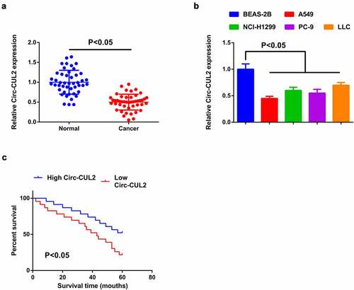 Figure 1. Reduction of Circ-CUL2 is in NSCLC tissues and cells.