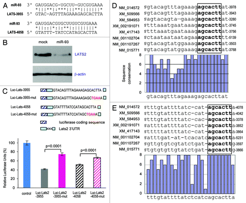 Figure 5. Targeting analysis of LATS2 by miR-93. (A) Computational analysis indicated that miR-93 potentially targeted LATS2 located at nucleotides 3955–3977 and nucleotides 4058–4078. (B) Cell lysate prepared from miR-93- or mock-transfected MT-1 cells was analyzed on protein gel blot for LATS2 expression. LATS2 expression was repressed by miR-93 transfection. Staining for β-actin from the same membrane confirmed equal loading. (C) Top: two luciferase constructs were generated, each containing a fragment harboring the target site of miR-93, producing Luc-Lats-3955 and Luc-Lats-4057. Mutations were also generated on the potential target sequence (red color), resulting in two mutant constructs Luc-Lats-3955-mut and Luc-Lats-4057-mut. Bottom: MT-1 cells were co-transfected with miR-93 and a luciferase reporter construct. The luciferase reporter vector was used as a control. Asterisks indicate significant differences. Error bars, SD (n = 3). (D) Top: alignment of the miR-93 target sites on LATS2 located at nucleotides 3955–3977 across Homo sapiens (NM_014572), Pan troglodytes (XM_509566), Bos taurus (XM_584953), Mus musculus (NM_015771), Gallus gallus (XM_417143), Xenopus (Silurana) tropicalis (NM_001102704), Rattus norvegicus (NM_001107267) and Taeniopygia guttata (XM_002191071). The seed regions for miR-93-LATS2 interactions are boxed. Bottom: conservation of the sequences is shown across all species. (E) Top: alignment of the miR-93 targeting LATS2 located at nucleotides 4058–4078 across the same species. The seed regions for miR-93-LATS2 interactions are boxed. Bottom: conservation of the sequences is shown across all species.