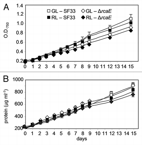 Figure 1 Growth of wild-type pigmentation strain SF33 and RcaE-deficient mutant (ΔrcaE) strain of F. diplosiphon under shifts between green and red light. (A) Cell growth was estimated as scattering of light (i.e., optical density or O.D.) at 750 nm and (B) total cellular protein content (µg ml−1) during 15 days of exposure to green light (GL) and red light (RL) after transition of RL-acclimated cultures to GL and vice versa.