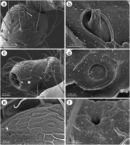 Figure 12. SEM of pedicel sensilla of alate viviparous female of S. yushanensis: (a) ventral side of pedicel with visible bare rhinariolum, (b) ultrastructure of the rhinariolum coeloconic-like sensillum with short projections, (c) dorso-lateral side of pedicel with campaniform sensillum (star) and a probable second type of sensillum on the edge (arrowhead), (d) ultrastructure of campaniform sensillum with small pore (asterisk), (e) edge of latero-dorsal side of pedicel with visible campaniform sensillum and the opening of a second type sensillum, (f) ultrastructure of the second type sensillum opening.