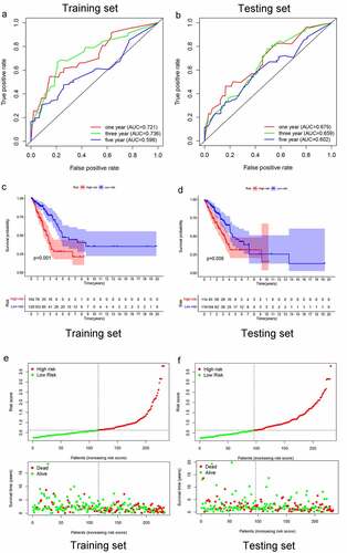 Figure 3. 1-, 3-, and 5-year ROC curves, K-M survival curves, and risk-plots were presented in the training set and testing set. (a, b) ROC curves show that the AUC value of 1- and 3-year were better than 5-year in the training set and testing set. (c, d) K-M survival analysis in the training set and testing set. (e, f) Risk scores and survival outcome of each case are shown in the training set as well as testing set