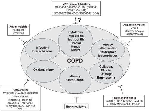 Figure 4 Model of the potential for MAP kinase inhibitors as COPD treatment strategies. COPD treatment branches are numerous, targeting the most destructive and debilitating processes, including airway inflammation, infection, exacerbations, and airway obstruction. Ongoing research to design drugs that reduce protease activity and oxidant injury will be critical in future COPD treatment. The potential for MAP kinase inhibitors is another promising area of research. These drugs have already demonstrated efficacy in reducing apoptosis, inflammation, cytokine production, fibrosis, and MMP expression. Future studies may result in the inclusion of MAP kinase inhibitors to COPD therapeutic strategies.