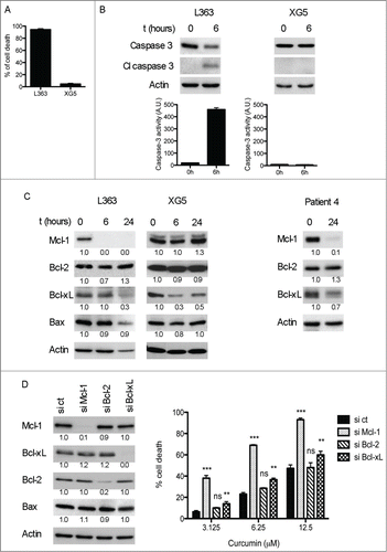 Figure 3. Curcumin cell death was associated with Mcl-1 decrease and Caspase-3 activation. (A) L363 (highly sensitive) and XG5 (poorly sensitive) cells were treated during 24 h with 15 μM curcumin, cell death was determined by Apo 2.7 staining. Data represent the mean ± SD of 3 independent experiments. (B) Caspase-3 protein levels and activity were determined on cell lysates. Data represent mean ± SD of 3 independent experiments. (C) Cells were treated with curcumin for the indicated times and the expression of Bcl-2 family molecules was assessed by protein gel blotting. Primary purified CD138+ cells (p4 sample) were treated 24 h with 15 μM curcumin, which induced 82% of cell death. (D) Transient knock-down of Mcl-1, Bcl-2 and Bcl-xL was performed on LP1 cells. After 48 h of transfection cells were treated with curcumin for the next 24 h and subjected to Apo 2.7 staining. Efficient silencing of the 3 anti-apoptotic proteins is shown by immunoblotting in the left panel. Data represent mean ± SD of 3 independent experiments. *** = P < 0.001; ** = P < 0.01; * = P < 0.05 and ns = P > 0.05. Statistical analysis was performed using 2-way Anova test.