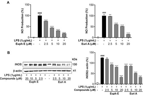 Figure 4 Euph E and Euri A inhibit NO production and iNOS expression. Cells were pretreated with Euph E or Euri A (2.5-20 μM) and then co-incubated with LPS (1 μg/mL). (A) NO production was determined by measuring the level of nitrite in culture medium. (B) The expression of iNOS protein was determined by Western blot analysis. Actin served as an internal control. The values represent the mean ± SD of three independent experiments (Supplementary Figure S7). Compared with control group, ###P<0.001; Compared with LPS group, *P<0.05, ***P<0.001. 