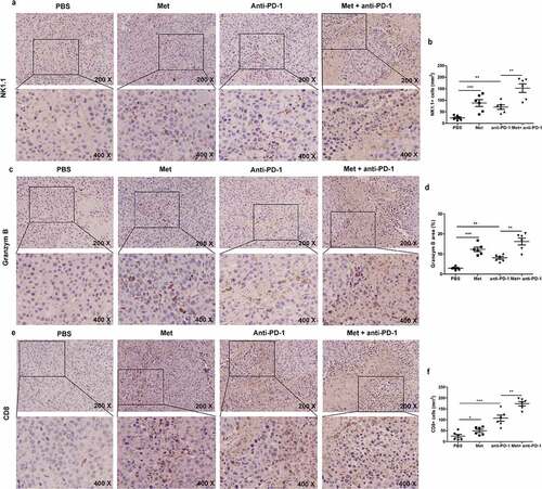 Figure 8. The combination of metformin with anti-PD-1 promotes NK cells and T cells recruitment to the tumor microenvironment. The summarized data and representative results of NK1.1 (a) (b), Granzyme B (c) (d) and CD8 (e) (f) staining of tumors by IHC. All images were obtained at ×200 and ×400 magnification. Data represent the mean ± SEM of 6 mice per group. Data shown represent at least three independent experiments. *p < .05, **p < .01, ***p < .001. The data were analyzed using the two-tailed Student’s t-test