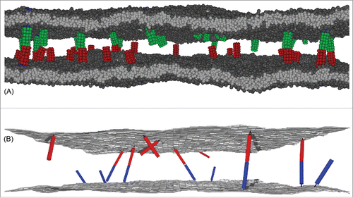 Figure 1. (A) Snapshot from a molecular dynamics (MD) simulation of our coarse-grained molecular model of biomembrane adhesion. In this snapshot, the 2 apposing membranes both have an area of 120 × 120 nm2 and contain 25 transmembrane receptors and ligands. (B) Snapshot from a Monte Carlo (MC) simulation of our elastic-membrane model of biomembrane adhesion. The snapshot shows membrane segments of area 200 × 200 nm2 from simulations with overall membrane area 800 × 800 nm2 and 200 receptors and ligands of anchoring strength ka=4 kBT and length 20 nm.