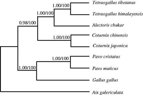 Figure 1. Phylogenetic relationships among the eight Galliformes’ species based on complete mtDNA sequences. Numbers at each node are Bayesian posterior probabilities (left) and maximum likelihood bootstrap proportions (estimated from 100 pseudoreplicates) (right). The accession number in GenBank of eight Galliformes in this study: Gallus gallus (GU261698), Pavo muticus (EU417811), P. cristatus (KF444060), C. chinensis (AB073301), Alectoris chukar (FJ752426), Tetraogallus himalayensis (KR349185), T. tibetanus (KF027439).