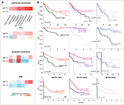 Figure 4. Different correlates of αβ and TCRVγ9Vδ2+ γδ TIL abundance. (A) In the specified groups of cancer patients, heatmaps of spearman correlation between abundance of αβ TILs (top) or TCRVγ9Vδ2+ γδ TILs (bottom) with SES for the gene sets indicated. The abundance of αβ TILs never shows the same correlation profile as the abundance of TCRVγ9Vδ2+ γδ TILs. (B) Kaplan–Meier plots for the overall survival of colorectal carcinoma, CLL and AML patients or for the biochemical relapse (BCR) of prostate cancer patients, according to the abundance of the αβ TILs only (left), the TCRVγ9Vδ2+ γδ TILs superimposed on the αβ TILs-low only (middle) and the TCRVγ9Vδ2+ γδ TILs on αβ TILs-high only (right). Abundance of both subsets of TILs is associated to favorable outcome in these cohorts of cancer patients.