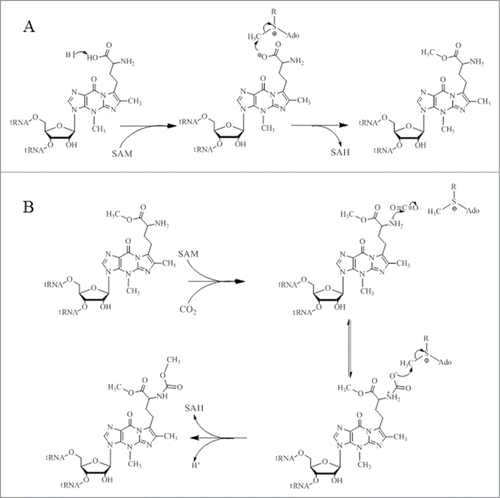 Figure 6. Proposed catalytic reaction mechanism for both methylation (A) and carboxymethylation (B) for TYW4.
