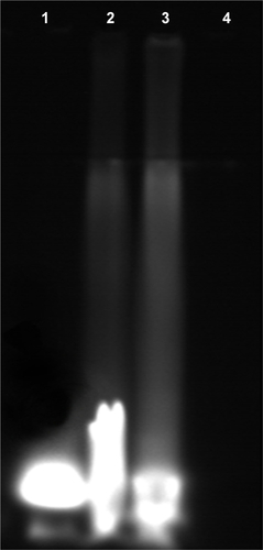 Figure S1 The detection of the conjugation between P8 and PAM, as determined by 15% SDS-PAGE, and the gel image was recorded under a Tanon gel imaging system (2500R) under ultraviolet light.Notes: Lane 1: P8 peptide fixed with FITC; Lane 2: PAM conjugated with P8 peptide (2 mg/mL) fixed with FITC; Lane 3: PAM conjugated with P8 peptide (1 mg/mL) fixed with FITC; Lane 4: drug carrier PAM. P8, peptide with sequence CHAIYPRH.Abbreviations: FITC, fluorescein isothiocyanate; PAM, PGA–Asp–maleimide; PGA, poly-γ-glutamic acid.