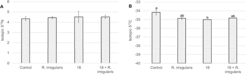 Figure 4. Average ratio of nitrogen isotopes 15N/14N (δ15N) (A) and of carbon isotopes 13C/12C (δ13C) (B) in shoots from wheat plants grown in the greenhouse. Ureibacillus sp. 18UE/10 is marked as 18, 18+R.irregularis represents the treatment with both the bacteria and the arbuscular mycorrhiza Rhizophagus irregularis. Vertical bars indicate SE (n = 3). The different letters indicate results that are statistically significantly different (P < 0.05).