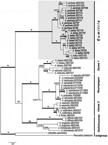 Figure 2. Consensus tree based on a Bayesian and ML analyses of concatenated ITS, nuLSU, RPB1 and MCM7 showing infrageneric clades in Usnea. The tree was rooted using two species Pleurosticta acetabulum and Lethariella cashmeriana. The two support values associated with each internal branch correspond to posterior probability (PP) and bootstrap support (bs) respectively. Branches in bold indicate a support of PP ≥ 95% and a MLbs ≥ 70%. An asterisk on a bold branch indicates that this node has a support of 100 % for both support estimates. A dash instead of a MLbs value indicates that the node of the Bayesian tree was not recovered by ML bootstrapping. Species groups (within annotation marks) are in accordance with Truong et al (Citation2013). Eumitria is highlighted by a shaded box.