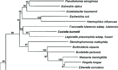Figure 1. Phylogenetic relations within the phylum proteobacteria. A dendrogram based on 16s rRNA sequence comparison of C. burnetii with its closest member of the proteobacteria phylum (reprint of a part of Figure BXII.y.99 from Drancourt and Raoult Citation[2005], permission requested).