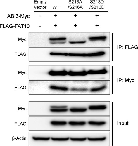 Figure 3. Phosphorylated form of ABI3 has a higher affinity for FAT10. HEK-293 T cells were co-transfected with ABI3-Myc, ABI3 (S213A/S216A)-Myc, or ABI3 (S213D/S216D)-Myc expression plasmids, along with the FLAG-FAT10 expression plasmid. Cell lysates (300 μg) were immunoprecipitated using anti-FLAG or anti-Myc antibodies. Western blot analysis was performed using anti-Myc-HRP or anti-FLAG-HRP antibodies. Beta-actin was used as the loading control.