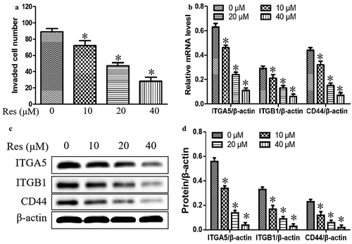 Figure 2. Effects of resveratrol (Res) on cell invasion and the expressions of cell adhesion and migration molecules ITGA5, ITGB1, and CD44. After treatment with 0, 10, 20, and 40 μM resveratrol for 48 h, (a) the number of invading CAL-27 cells was determined by the Matrigel invasion assay; (b) the relative expression levels of ITGA5, ITGB1, and CD44 mRNA were measured by qRT-PCR; the relative expression levels of ITGA5, ITGB1, and CD44 were determined using (c) Western blotting and (d) quantitation. *P< 0.05 vs. Res 0 μM control