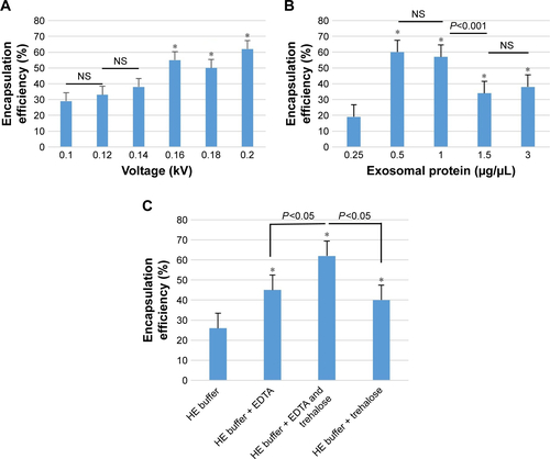 Figure S1 Optimization of loading of LNA-ant-imiR-142-3p oligonucleotide into the MSC exosomes.Notes: (A) LNA-anti-miR-142-3p oligonucleotide was electroporated to the MSC exosomes using various voltages (0.10–0.20 kV). After electroporation, the MSC exosomes were re-pelleted using Exoquick precipitation solution and encapsulation efficiency was determined as described in the “Materials and methods” section. Voltage between 0.16 kV and 0.20 kV showed more significant efficiency compared to lower voltages (0.10–0.20 kV) (P<0.05). (B) Different amounts of MSC exosomes containing 0.25, 0.5, 1, 1.5, and 3 µg/µL exosomal proteins were electroporated in similar conditions with a voltage of 0.20 kV. The exosomal protein concentrations of 0.5–1 µg/µL were the most efficient concentrations for loading (*P<0.05 vs the 0.25 µg/µL concentration). (C) The same amount of LNA-anti-miR-142-3p oligonucleotide was loaded into the same amount of exosomal proteins via electroporation under different buffering conditions, including hypo-osmolar electroporation buffer, hypo-osmolar electroporation buffer with EDTA, hypo-osmolar electroporation buffer with trehalose, and hypo-osmolar electroporation buffer with EDTA + trehalose. Electroporation using hypo-osmolar electroporation buffer with EDTA and trehalose showed more efficiency compared to hypo-osmolar electroporation buffer with trehalose and hypo-osmolar electroporation buffer with EDTA (*P<0.05 vs hypoosmolar electroporation buffer).Abbreviations: HE buffer, hypo-osmolar electroporation buffer; LNA, locked nucleic acid; MSCs, mesenchymal stem cells; NS, nonsignificant.