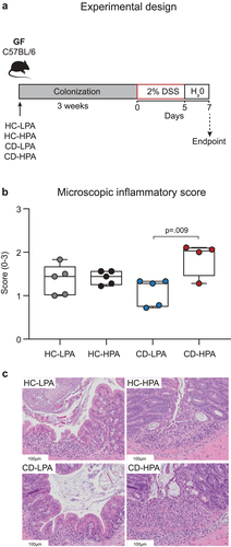 Figure 5. CD-HPA microbiota has a colitogenic effect in C57BL/6 germ-free mice. (a) Germ-free (GF) C57BL/6 mice were colonized with feces from HC-LPA (n = 5), HC-HPA (n = 5), CD-LPA (n = 5), or CD-HPA (n = 4). Three weeks later, acute colitis was induced, where mice received 2% DSS in drinking water for 5 days followed by 2 days of water. (b) Histological scores of colonic intestinal inflammation were determined using a modified pathological score.Citation21 Statistical significance was determined by one-way ANOVA with Tukey post-hoc test for multiple comparisons. Each dot represents one mouse. (c) Representative images of colonic mucosa sections stained with hematoxylin and eosin and examined at 20× magnification.