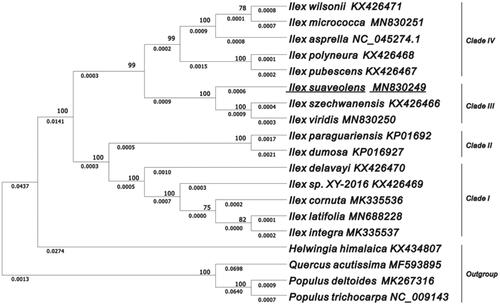 Figure 1. The evolutionary tree was constructed by MEGA X using the Maximum Likelihood method and the Tamura-Neighbour model. The percentage of phylogenetic trees associated with taxa is shown next to the branches. The analyses involved 15 plastomes of Ilex species with P. trichocarpa, P. deltoides, Q. acutissima, and H. himalaica rooted as the outgroup. The bootstrap values are shown on the branches of the phylogenetic tree based on 1000 replicates.