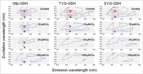 Figure 2. Effect of copper ion on quenching of intrinsic fluorescence signals by three GFP fluorophore-derived oligo-peptides conjugated with copper-binding hexapeptide motif. Peptides (30 μM) used were Gfp-G5H (TFSYGVQ-GGGGGH), TYG-G5H (TYG-GGGGGH), and SYG-G5H (SYG-GGGGGH). In the absence of CuSO4, two typical peaks of tyrosine fluorescence (emission at ca. 320 nm) were observed with excitation at 230 nm (a) and 280 nm (b). Quenching of fluorescence in the presence of 10, 25 and 100 μM CuSO4 was assessed.