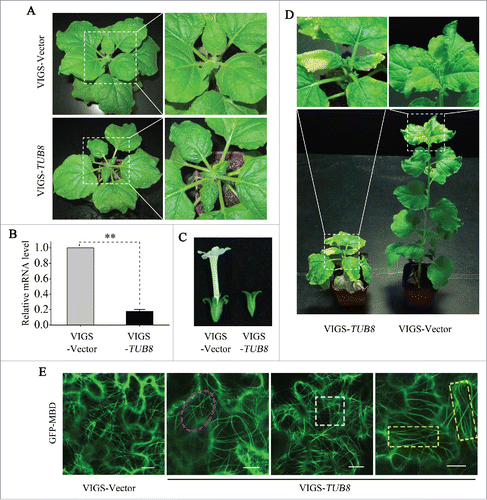Figure 3. Silencing of TUB8 affects plant development and disorganizes microtubule arrays. (A) Leaf curling and crinkling phenotype in TUB8-silenced plants. Photos were taken at 2 wk post-agroinfiltration (wpi) for VIGS. (B) Realtime RT-PCR shows relative mRNA levels of TUB8 in silenced or nonsilenced plants. ACT7 was used as the internal control. Values are means ± SE of 5 replicate samples. The Student t test was applied to determine statistically significant differences (**P <0.01). (C and D) Developmental defects in TUB8-silenced plants at later stages of silencing, including defective flower development in (C) and leaf chlorosis in (D). Photos were taken at 7 wpi for VIGS. (E) Disordered cortical microtubule arrays in TUB8-silenced leaves. Various aberrations of GFP-MBD-labeled microtubules, including segmentation (magenta dashed oval), bending (white dashed square) and parallel distribution (yellow dashed rectangle) are shown in the pavement cells of TUB8-silenced plants. Scale bars: 10 μm.