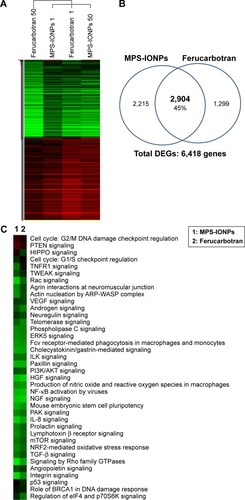 Figure 8 Changes in gene-expression profiles caused by MPS-IONPs and Resovist (ferucarbotran).Notes: (A) Heat map of DEGs of relative expression compared to the control group. (B) The number of DEGs changed after exposure to MPS-IONPs and ferucarbotran. (C) Comparison of signaling pathways changed by MPS-IONPs and ferucarbotran. After exposure, 45% of total DEGs of MPS-IONPs and ferucarbotran were identical, and the signaling pathways changed by MPS-IONPs and ferucarbotran were similar.Abbreviations: MPS, 3-methacryloxypropyltrimethoxysilane; IONPs, iron oxide nanoparticles; DEGs, differentially expressed genes.