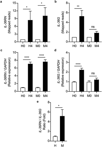 Figure 7. IL-36RN/IL-36G expression ratio is increased in the MKR-infected macrophages when compared to those infected with H37Rv. (a-b) THP-1 macrophages were infected with H37Rv or MKR at MOI 10 for 1 hr and samples were analyzed at either 0 hr or 4 hr post-infection. The expression levels of IL-36RN(a) or IL-36G (b) transcripts were determined by RNA-Seq and presented as mapped reads. Data are means ± SEM from three independent experiments; ns, non-significant, *p < 0.05 and **p < 0.01, relative to the respective 0 hr control set of 1.0 were determined by one-way ANOVA with Tukey’s multiple comparison test. (c-d) The expressions of IL-36RN(c) or IL-36G (d) were then confirmed by qRT-PCR. 2−∆∆ct was used for normalization and relative quantification. Data are means ± SEM from at least three independent experiments; ns, non-significant and ****p < 0.0001, relative to the respective 0 hr control set of 1.0 were determined by one-way ANOVA with Tukey’s multiple comparison test. (e)The IL-36RN/IL-36G expression ratio of H37Rv- or MKR-infected macrophages was determined by dividing the respective normalized RNA-Seq mapped reads. *p < 0.05, relative to the H37Rv control set to 1.0 was determined by Student’s t-test. H0, macrophages infected with H37Rv at 0 hr post-infection; H4, macrophages infected with H37Rv at 4 hr post-infection; M0, macrophages infected with MKR at 0 hr post-infection; M4, macrophages infected with MKR at 4 hr post-infection.