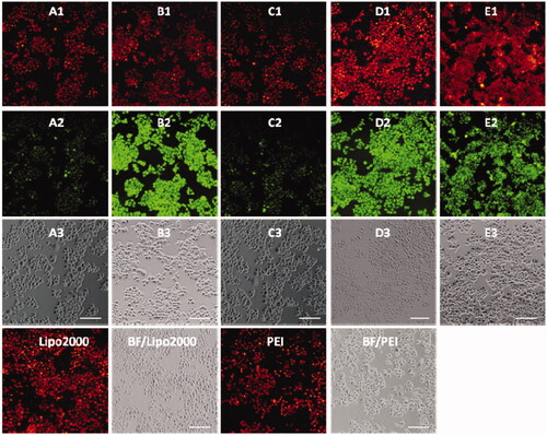 Figure 8. Fluorescence microscopy images of HeLa cells transfected with Cy5-labeled DNA (9 μg/mL) by MFCs 1a–1e at the concentration of 20 μM, 20 kD PEI and lipofectamiine 2000 as positive control. (A1–E1) red channels, (A2–E2) green channels, (A3–E3) bright field images. The scale bar in the figure is 100 μm.