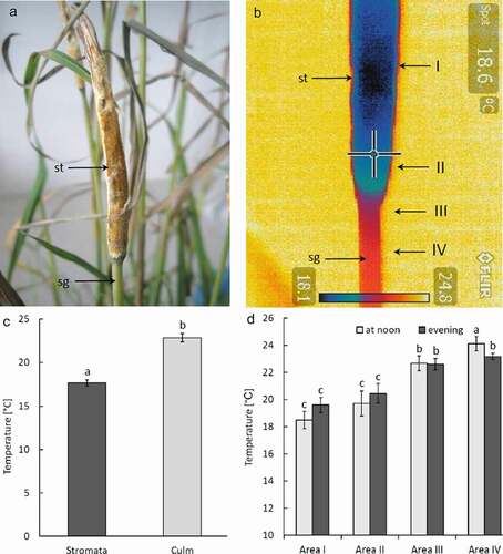 Figure 2. Temperature distribution in the grass culm of Dactylis glomerata, the fungus Epichloë typhina image of the stromata: (a) view of the stromata without thermovision; (b) thermovision image of the stromata developed on grass culm: st – stromata, sg – stalk grass; (c) temperature differences between inside of the stromata and grass culm below stromata measured with IR camera inside dark chamber; (d) temperature differences between individual areas (I–IV as shown in fig. 2B) at noon and in the evening measured in shaded place