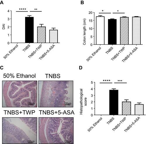 Figure 1 TWP ameliorates TNBS-induced colitis in rats. (A) Wistar rats (n=5 per group) were treated with 50% ethanol, TNBS (100 mg/kg), TNBS+TWP (50 mg/kg), and TNBS+5-ASA (40 mg/kg), respectively, for 14 days. Disease activity index (DAI) including diarrhea, bloody stool, and weight loss were assessed on day 14. (B) Rats were sacrificed on day 14 and the length of colon was measured. (C) H&E staining analysis of the colon mucosa was performed to compare the severity of the inflammation in each group. (D) The histopathological scores of the different groups. *p<0.05, **p<0.01, ***p<0.001, ****p<0.0001.