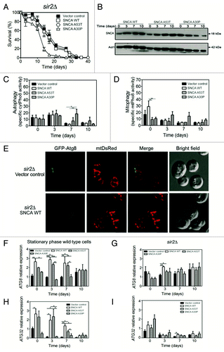 Figure 6. Sir2 mediates autophagy/mitophagy induction under SNCA-induced toxicity. (A) Chronological life span and (B) SNCA levels of sir2Δ cells expressing the vector control, the SNCA WT, the A53T or the A30P mutant under the control of the constitutive TPI1 promoter. Cell viability was measured at 2–3 d intervals beginning at the day that cultures achieved stationary phase (day 0) and is expressed as % survival compared with survival at day 0 (100%). The alkaline phosphatase assay was performed to assess (C) autophagy or (D) mitophagy, respectively. (E) sir2Δ cells expressing mtDsRed and GFP-Atg8 were analyzed for mitophagy and autophagy by confocal fluorescence microscopy. Single confocal planes are shown. Scale bars: 5 µm. The error bars represent the standard error of the mean (SEM). (F–I) Relative ATG8 and ATG32 mRNA levels in stationary phase wild-type and sir2Δ cells expressing SNCA at day 0, 3, 7 and 10. Three reference genes [ACT1 (actin), PDA1 (α subunit of pyruvate dehydrogenase) and TDH2 (isoform 2 of glyceraldehyde-3-phosphate dehydrogenase)] were used as internal standards and for the normalization of mRNA expression levels. Significance of the data was determined by two-way ANOVA (*p < 0.05; **p < 0.01; ***p < 0.001).