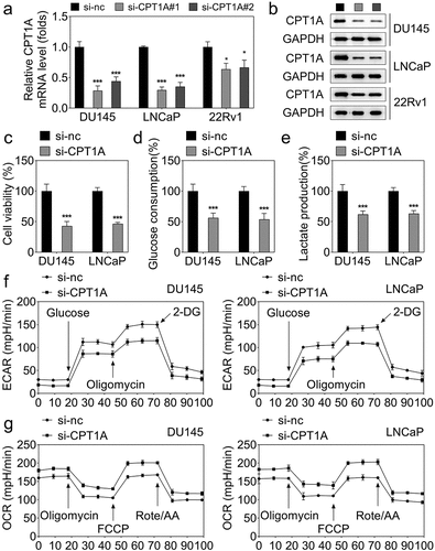 Figure 2. Silencing of CPT1A inhibits the viability and glycolysis of PCa cells. (a) mRNA expression of CPT1A after transfection. (b) Protein levels of CPT1A after transfection. (c) Cell viability was evaluated by CCK-8 assay. (d,e) glucose consumption and lactate production were measured using commercial kits. (f,g) Seahorse was used to detect the glycolysis of PCa cells after transfection. *p < .001 vs si-nc group.