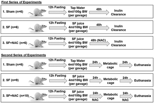 Figure 1. Experimental protocol: Wistar rats received Star fruit (SF) juice (4 mL/100 g body weight-BW) by gavage after a 12 h fasting and water deprivation. Animals were allocated to three groups: 1. SF; 2. SF + N-acetylcysteine (NAC): received NAC (4.8 g/L) in drinking water for 48 h after gavage; 3. Sham: control group. Two series of experiments were conducted for inulin clearance and metabolic cage studies, respectively.