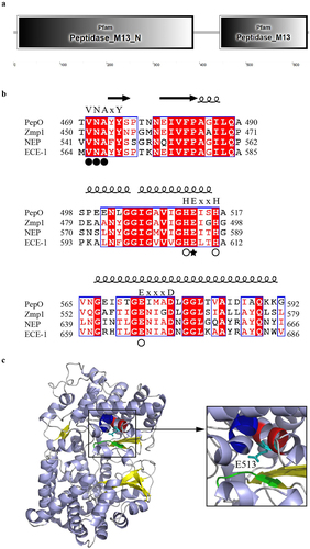 Figure 1. General features of S. suis PepO protease.(a) protein domains of PepO identified by SMART. (b) sequence alignments of three characteristic motifs of S. suis PepO with M. tuberculosis Zmp1, human NEP, and ECE-1. Spirals and arrows indicate helices and β-strands, respectively. Residues for substrate/inhibitor interaction are labeled with a black circle. Residues for metal coordination are labeled with a white circle. Catalytic Glu513 is labeled with a black star. (c) 3D model of PepO. Cartoon showing the α-helix, β-sheet, and random coil in lightblue, yellow, and grey. The VNAYY motif is depicted in green. Except for catalytic Glu513, the HEISH motif is depicted in red. The EIMAD motif is depicted in blue. Structure homology modelling was conducted by SWISS-MODEL using the 3D structure of Zmp1 (PDB:3ZUK) as a template.