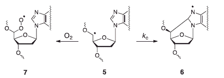 Scheme 2. Partition of C5′ radical 5 between cyclization reaction to give 6 and molecular oxygen addition to give 7.