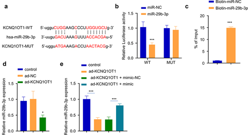 Figure 4. KCNQ1OT1 interacts with miR-29b-3p. (a) The potential binding sequence between KCNQ1OT and miR-29b-3p was predicted by Starbase database. (b) Dual-luciferase reporter assay using WT and MUT reporter in the presence of miR-29b-3p mimic or miR-NC. (c) RNA pull-down assay using biotin-labeled miR-NC or miR-29b-3p. (d) miR-29b-3p expression after KCNQ1OT1 overexpression. (e) miR-29b-3p expression level after co-transfection with ad-KCNQ1OT and miR-29b-3 mimic. * p < 0.05; **p < 0.01; ***p < 0.001.