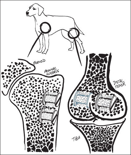 Figure 3. Implant sites