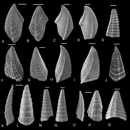 Figure 8. Comparative morphology of capitular plates of A, B, F, G, J–L, O, P, pollicipedid Etcheslepas fragilis (Withers, Citation1928) and C–E, H, I, M, N, Q, pycnolepadid Pycnolepas scalaris (Withers, Citation1914a). External views of A–D, terga, F, I, scuta, E, J, upper latera, K–N, carinae and O–Q, rostra. The overall structural and sculptural similarity of the valves can be viewed as evidence of close phylogenetic relationship. However, E. fragilis possesses numerous lateral plates, absent in P. scalaris. A, B, F, G, J–L, O, P, upper Kimmeridge Clay, Tithonian, Pavlovia pallasioides ammonite zone, Portland, Dorset, UK. C–E, H, I, M, N, Q, Grey Chalk subgroup, middle Cenomanian Turrilites acutus ammonite subzone, Dover, Kent, UK. Scale bars equal 0.5 mm (A, B, F, G, J, K, L, O, P), all others 0.2 mm.