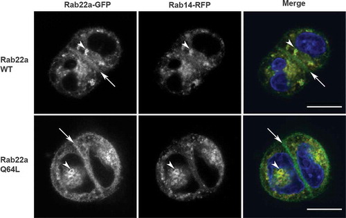 Figure 2. Rab22 localizes to the cell:cell interface in MDCK cell pairs. Cell pairs in three-dimensional culture expressing Rab22a-WT-GFP or constitutively active (Rab22a-Q64 L-GFP) together with Rab14-WT-RFP. Transfected cells were embedded in Matrigel into a chamber slide and fixed after 16 hours. Rab22a-GFP localizes to the cell:cell interface (arrows) and to puncta in the cytoplasm (arrowheads). Rab14-RFP and Rab22a-WT-GFP and Rab22a-Q64 L-GFP colocalize in the cytoplasmic puncta (arrowheads). Scale bar, 10 μm