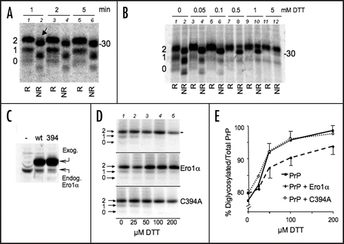 Figure 2 Redox dependency of PrP N-Glycosylation. (A) Cells expressing PrP were pulse-labelled for 1, 2 or 5 min. Lysates were immunoprecipitated with 3F4 and analyzed under reducing (R) or non-reducing (NR) conditions. Note that reduced, diglycosylated species are detectable only after a 1 min pulse (see lane 2, arrow). In (A, B and D), numbers on the left indicates the number of PrP immature N-glycans. (B) Same as in (A) but cells were pulsed for 5 min in the presence of the indicated concentration of DTT. (C) HeLa cells were transfected to express PrP alone (-) or together with exogenous wt Ero1α or its inactive C394A mutant. The Ero1α levels were determined by WB with Ero1α-specific antibodies. (D) HeLa cells transfected as in (C) were pulsed for 5 min in the presence of the indicated concentrations of DTT. After IP with 3F4, proteins were analysed under reducing (R) or non-reducing (NR) conditions. (E) The percentage of diglycosylated PrP relative to total PrP was determined by densitometric analyses from three independent experiments, as in (C). Error bars (SEM) are shown for PrP and PrP + wt Ero1α transfectants.